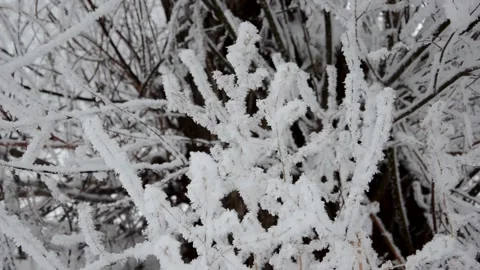 Winter, snow on the branches of a tree, winter background, wind in the forest Vidéo 144269347