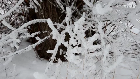 Winter, snow on the branches of a tree, winter background, wind in the forest Stockbeeldmateriaal 144269377