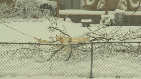 Winter snow broken tree downed power line Video stock 101140462