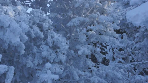 Winter snow-capped trees 01 Video stock 34640692