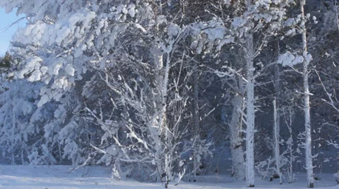 Winter snow-capped trees 01 Stock Footage 34640790