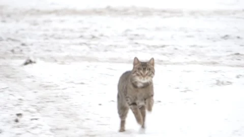 Winter, snow, cat running Stock Footage 270538588
