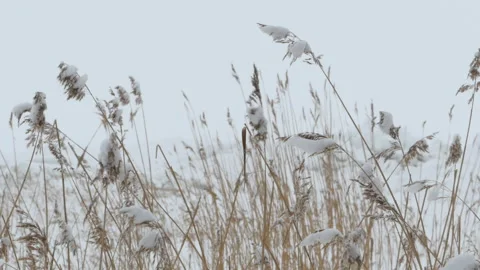 Winter snow cattail Stock Footage 106265781