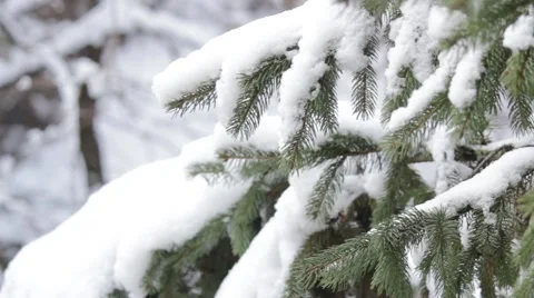 Winter, snow on christmas tree Stockbeeldmateriaal 56318153