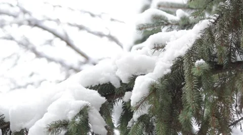 Winter, snow on christmas tree_ Stockbeeldmateriaal 56348663