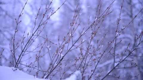 Winter Snow Closeup on Small Branches Vídeos de archivo 46157481