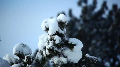 Winter snow coating top of tree Stock Footage 74097527