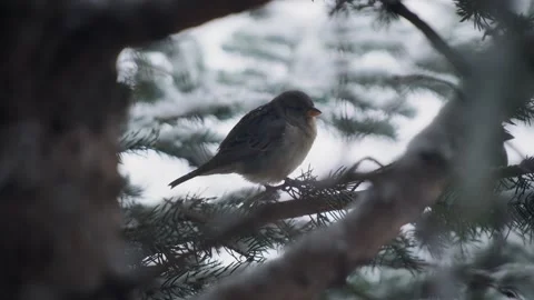Winter, Snow, Cold, Suburban Stock Footage 297697725