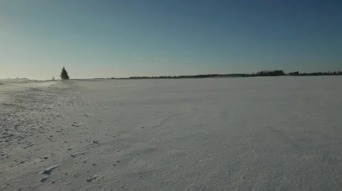 Winter snow cold sunny tree alone Stock Footage 48476387