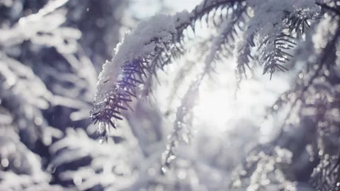 Winter snow on conifer Spruce tree sun light lens flare ice close up Stock Footage 148225796