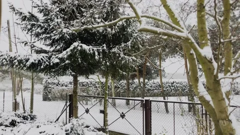 Winter. Snow. Could. Window. Trees. Forest Stock Footage 226533249