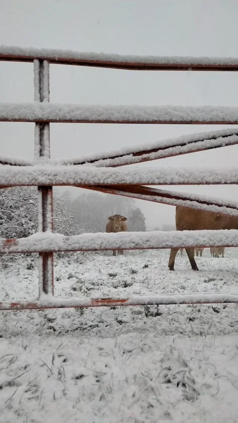 Winter with snow in the countryside Stock Footage 325683816