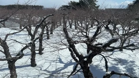 Winter Snow Covered Bare Trees 動画素材 347124711