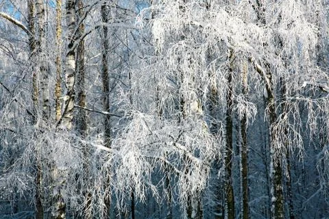 Winter snow covered birch branches Stock Photos