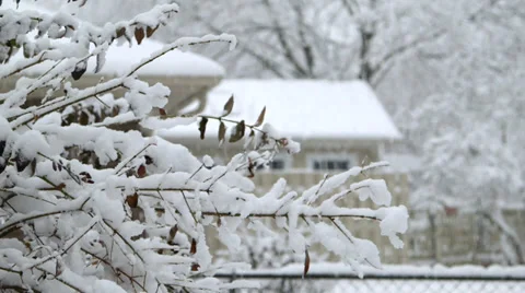 Winter Snow Covered Bushes Stock Footage 33908276