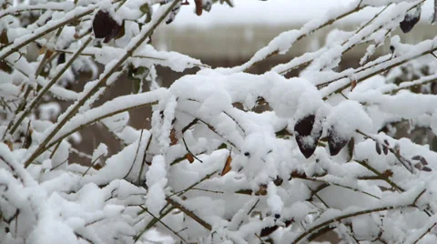 Winter Snow Covered Bushes Stock Footage 33908556