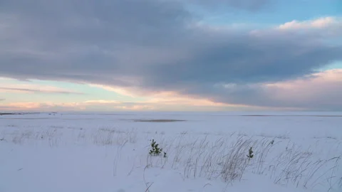 Winter snow-covered field. Bright pink-blue sky. The wind stirs the grass. Stock Footage 223371219