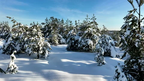 Winter snow covered fir trees. Forest snowscape. Trees in snow. Stock Footage 227362553