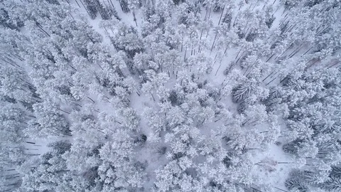 Winter snow covered forest aerial drone video pine tree white woods Belarus fly Stock Footage