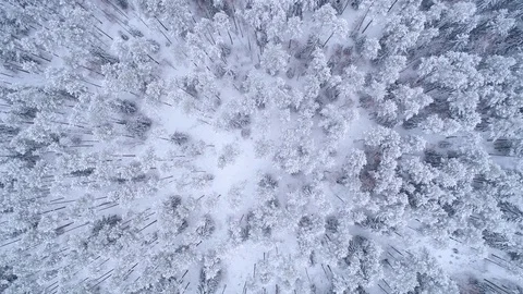 Winter snow covered forest aerial drone video pine tree white woods Belarus fly Stock-Footage 85222933