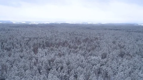 Winter snow covered forest aerial drone video pine tree white woods Belarus fly Stock Footage 85223692