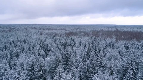 Winter snow covered forest aerial drone video pine tree white woods Belarus fly Stock Footage 85225449
