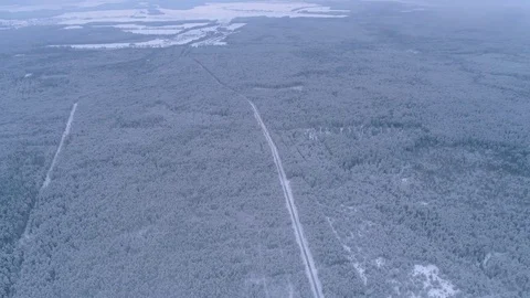 Winter snow covered forest aerial drone video pine tree white woods Belarus fly Video stock 85229484