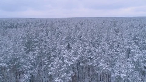Winter snow covered forest aerial drone video pine tree white woods Belarus fly 库存影片 85230095