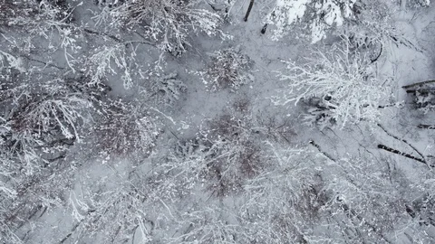 Winter snow-covered forest at day aerial top view Stock Footage 127482655