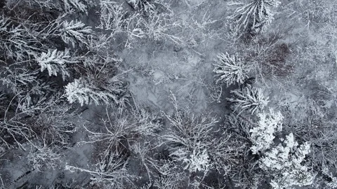 Winter snow-covered forest at day aerial top view Stock Footage 127482900
