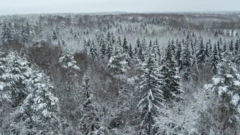 Winter snow-covered forest at day aerial top view Stock Footage 127483210