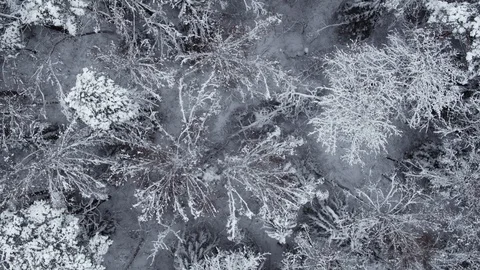 Winter snow-covered forest at day aerial top view Stock Footage 127484066