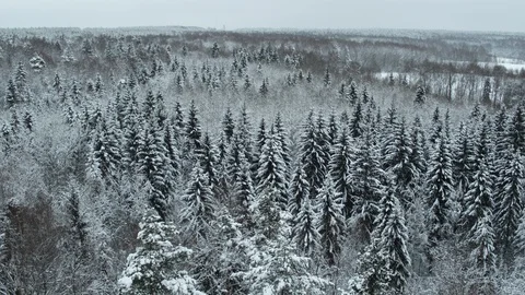 Winter snow-covered forest at day aerial top view Stock Footage 127484198