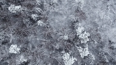 Winter snow-covered forest at day aerial top view Stock Footage 127485633