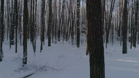 Winter snow-covered forest, drone camera moves between tree trunks Stock Footage 105013906