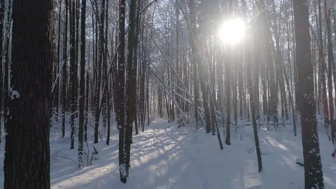 Winter snow-covered forest 스톡 동영상 105013843