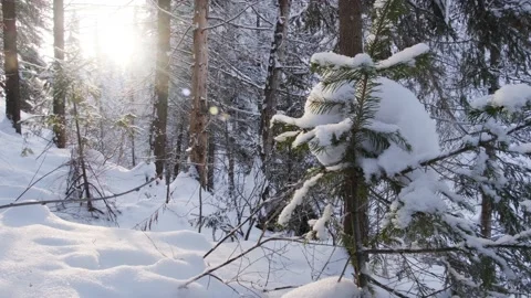Winter in snow covered forest 库存影片 152978534