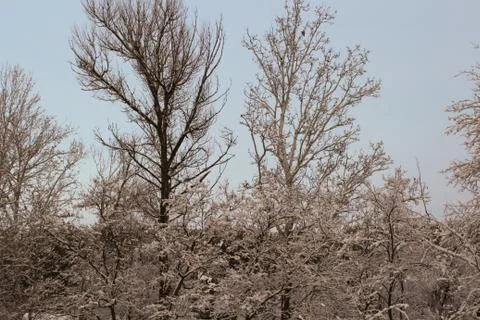 Winter in the snow covered forest Stock Photos