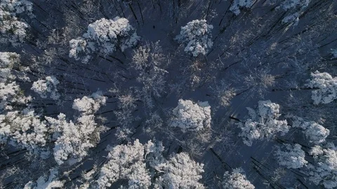 Winter snow-covered forest with tall trees Stock Footage 105014359