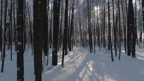 Winter snow-covered forest, visible path in the snow Stock Footage 105013887
