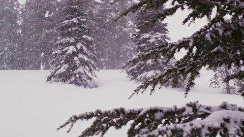 Winter snow covered pine tree in forest during snowfall Stock Footage 83865687