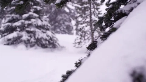 Winter snow covered pine tree in forest during snowfall Stock Footage 83865731