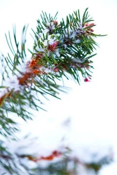 Winter snow covered pine tree branch Foto stock
