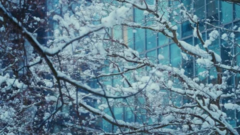 Winter Snow Covered Tree Branches Set Against Urban Glass Skyscraper in Downtown Stock Footage 296284200