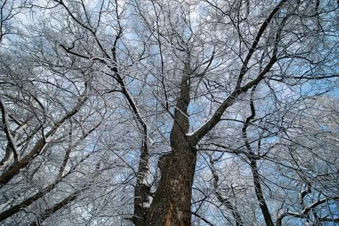 Winter snow covered tree branches various objects of the winter season and... Stock Photos
