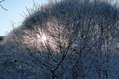 Winter snow covered tree branches various objects of the winter season and... Foto stock