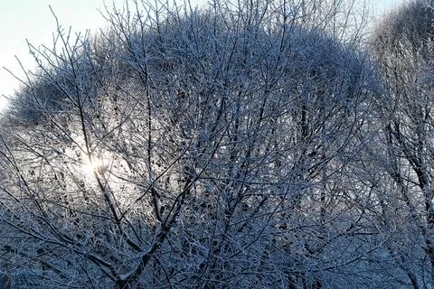 Winter snow covered tree branches Stock Photos