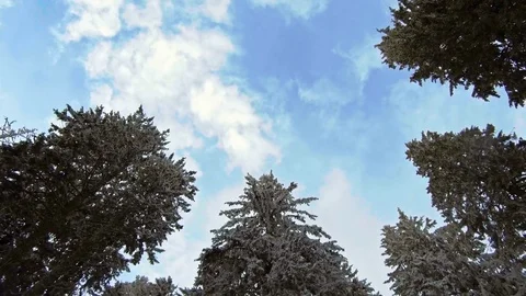 Winter snow covered trees against the sky Video stock 83239254