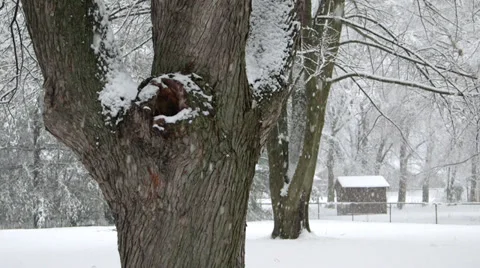 Winter Snow Covered Trees Stock Footage 33908518