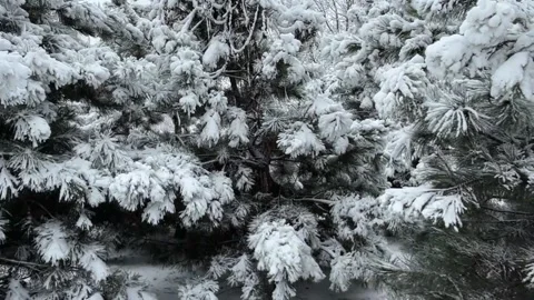 Winter snow-covered trees Stock Footage 304993187